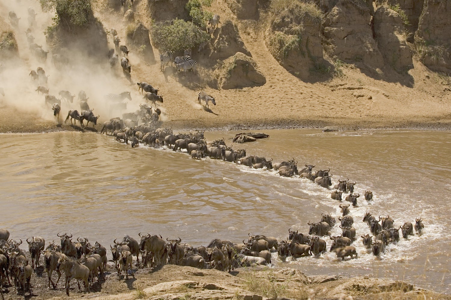 The wildest animal migrations
