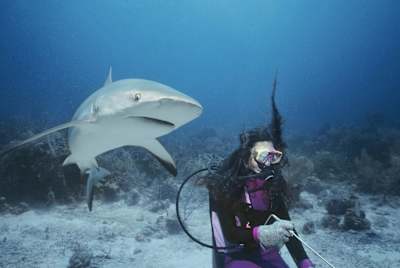 A diver swims underwater during a close encounter with a reef shark