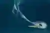 白い牙を剥く 白い牙を剥く