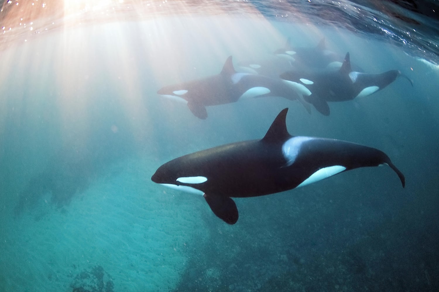 Freediving Mit Orcas Das Solltest Du Nicht Verpassen