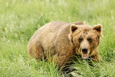In Alaska i Grizzly prosperano