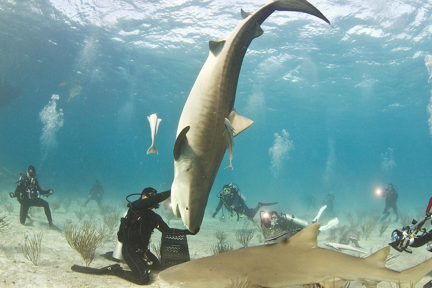 6 Squali Con Cui I Sub Amano Nuotare