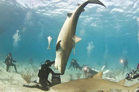 Diver Eli Martinez plays with a tiger shark called Emma in the water off Grand Bahama.