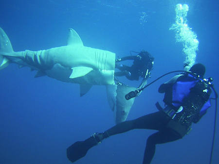 Non è uno squalo, ma un sottomarino!