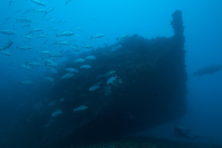 The depth S.S. Yongala shipwreck sourrounded by small fishes.