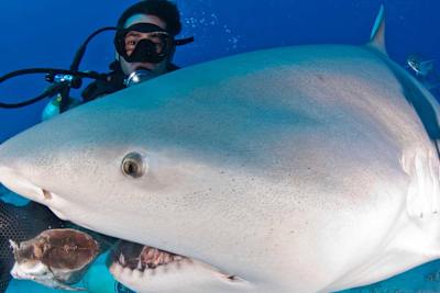Diver Charlie Estrabeau feeds a bull shark in the waters off the island of Fiji