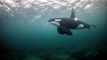 虎鲸与潜水者友好同游 Swimming close from an orca