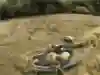 興奮を表現するラファ・オルティス