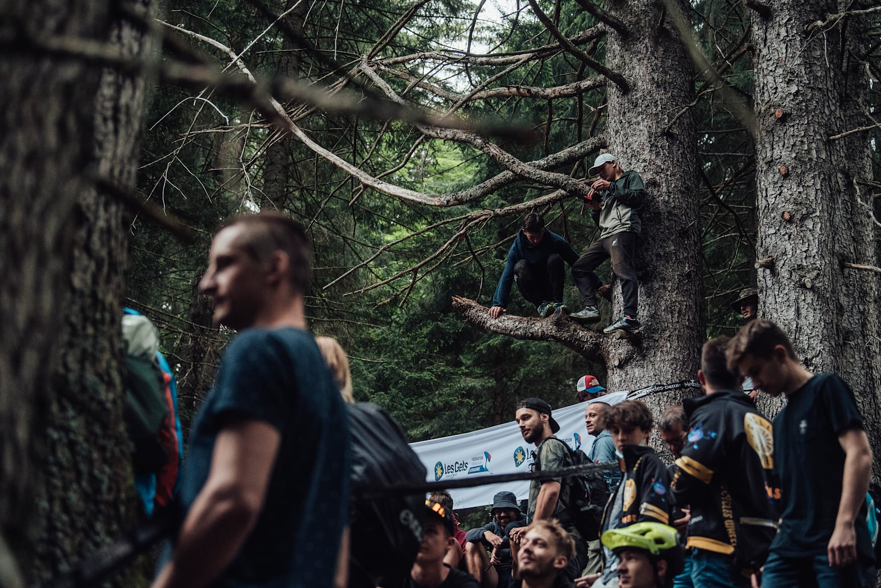 Fans climb the tree in Les Gets to see the track.