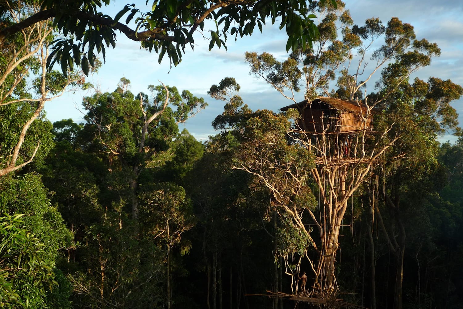James Aldred L Uomo Che Vive Nella Foresta Pluviale