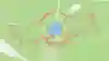 A screenshot from Strava where the run is shaped like the Red Bull logo