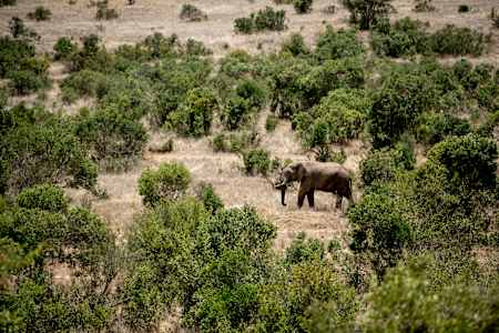 An Elephant wanders through the plains of Kenya