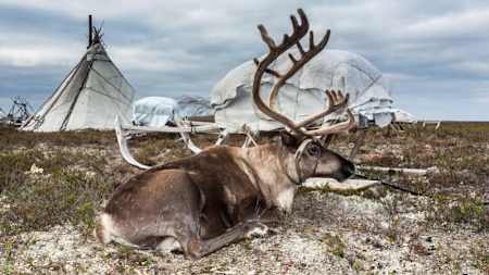 Reindeer and teepees.