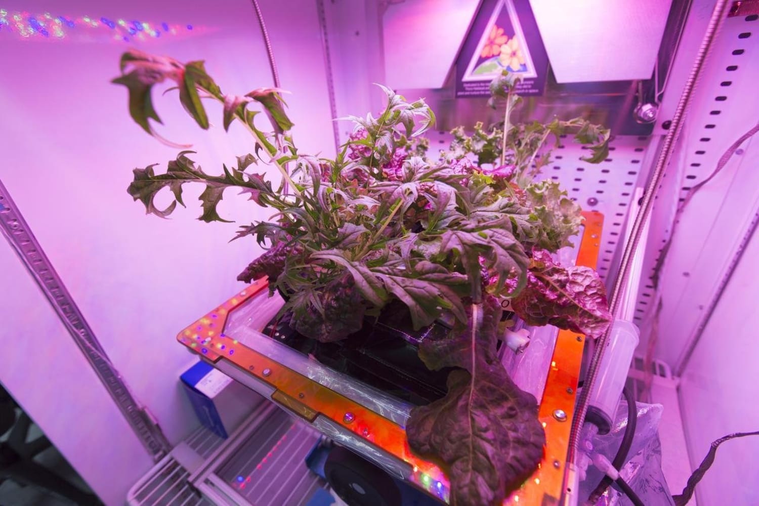 Proyecto Growing Beyond Earth De Cultivo Espacio Nasa