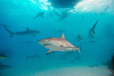 You're humming the Jaws theme, aren't you?