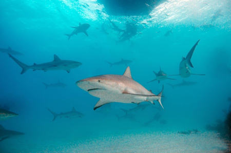 You're humming the Jaws theme, aren't you?