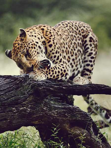 Some of the big cat wildlife at the Okonjima Wildcat Reservoir, Nambia