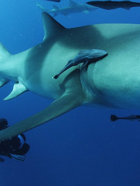 旅するサメポラロイド風写真 ホホジロザメは口を開けて水中にいます, 怖いサメの写真, 鮫, 魚
