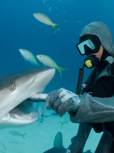 Cristina Zenata Ve Kopekbaliklari