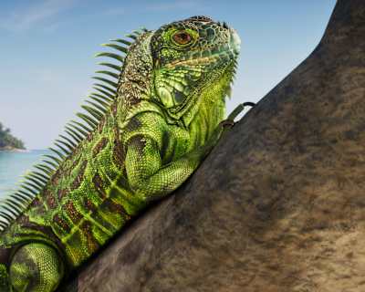 A screenshot from GTA 6 shows an iguana in the Leonida Keys region.