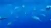 Dolphins play in the bow wake of Team SCA