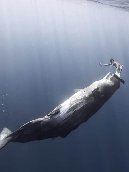 animales y plantas del océano índico