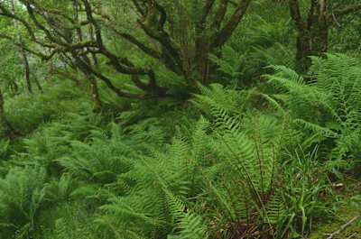 Crinan Wood, Argyll, Scotland