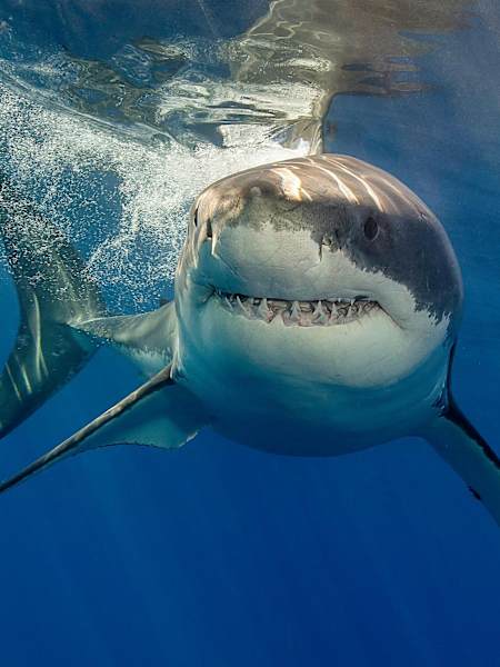 If you swim away at speed the shark might think you're prey