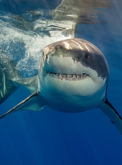 Se fugires de um tubarão ele pode pensar que és uma presa