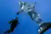 Steve Backshall dives alongside a shark
