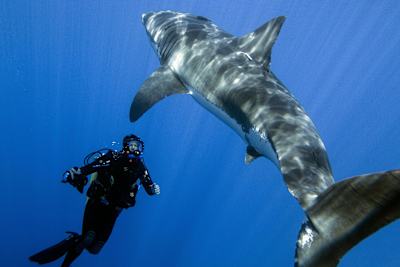 Steve Backshall dives alongside a shark