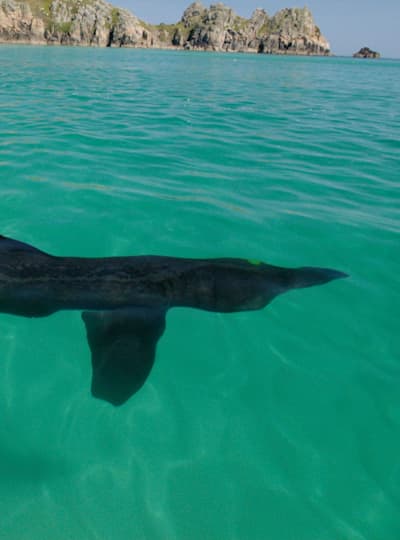 ウバザメに接近