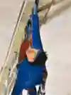 Climbers Tom Randall and Pete Whittaker scale a bridge on a motorway in the UK.