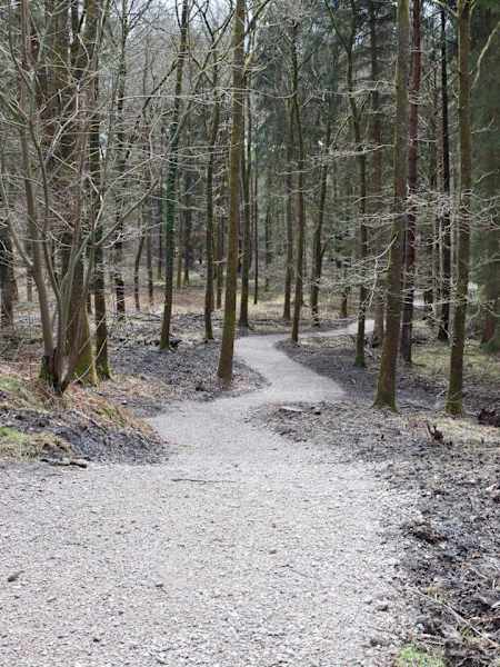 Forest of Dean mountain bike trails