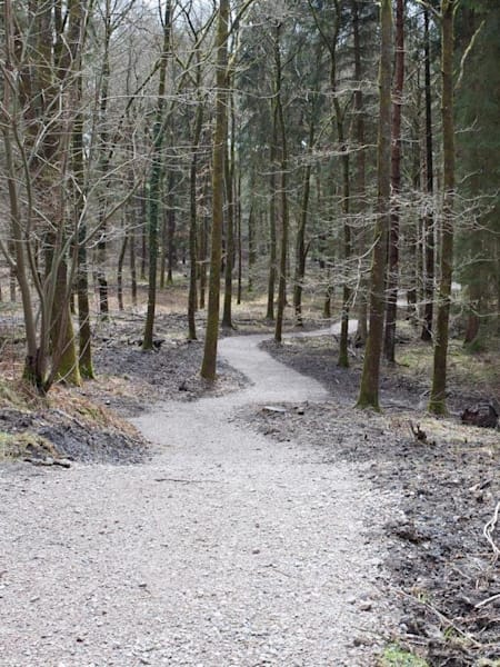 Forest of Dean mountain bike trails