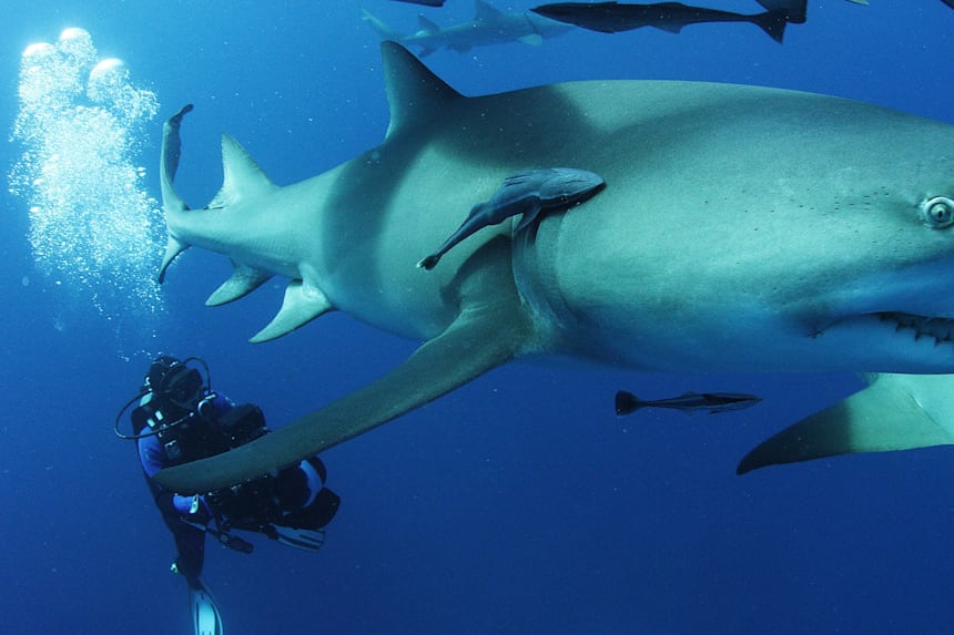 エキスパートが教える ホホジロザメと一緒に泳ぐ方法 スイミング ダイビング 海洋環境保全