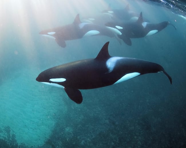 Freediving Mit Orcas Das Solltest Du Nicht Verpassen