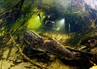 Diving with a crocodile in Botswana