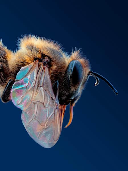 Wie man Schritt für Schritt eine Biene zeichnet