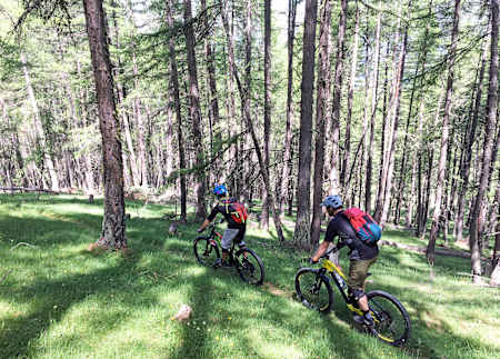 Flow po macesnovih gozdovih