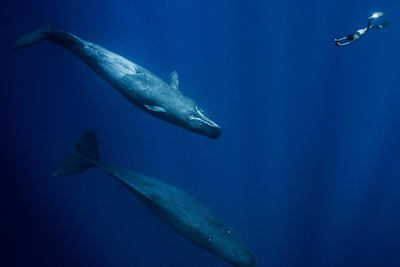 Après AMA, Julie Gautier veut adapter la B.D. « Fables Nautiques » en court ou moyen-métrage.