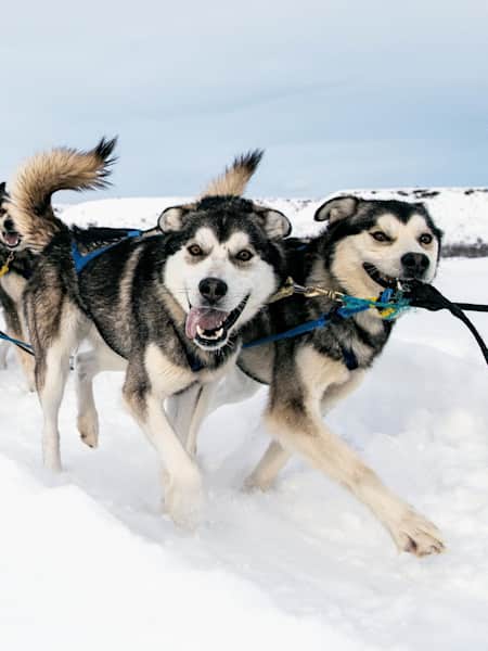 Dog sledding hot sale supplies