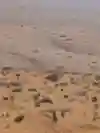 SI202101100049