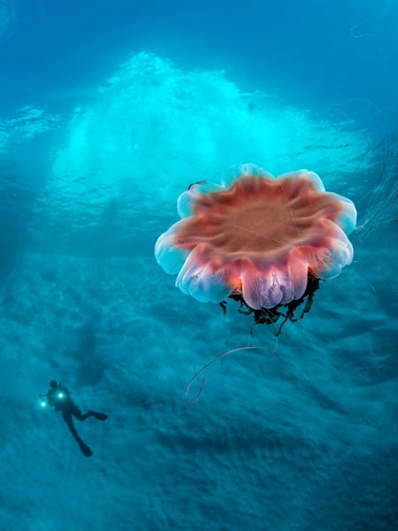 Una medusa criniera di leone nuota in Groenlandia