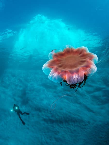 Small Lion's mane jellyfish, Cyanea capillata, with a diver in the background swimming along an iceberg in crystal clear water, Tasiilaq Fjord, East-Greenland,