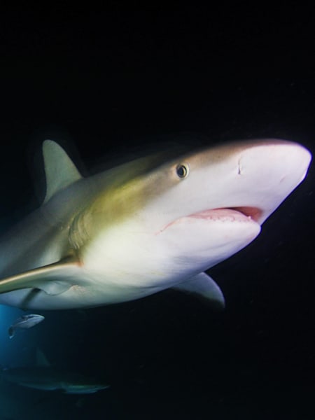 Dive with upward of 50 reef sharks in the Bahamas.