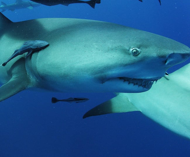 Shark diving tips: How to swim with great white sharks