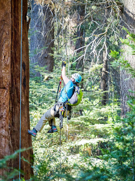 Allison Rossi escalando uma sequoia-gigante na Califórnia.