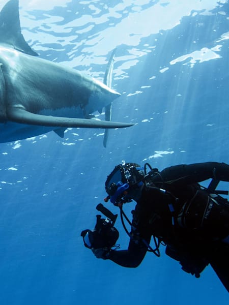 Steve Backshall diving with a shark