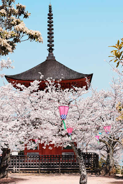 Ikigai could change your life